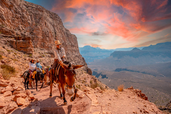 Tourists riding mules on a trail in Grand Canyon National Park World Heritage Site to Phantom Ranch Resort at the bottom of the Canyon