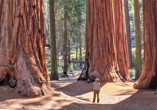 Redwood National Park